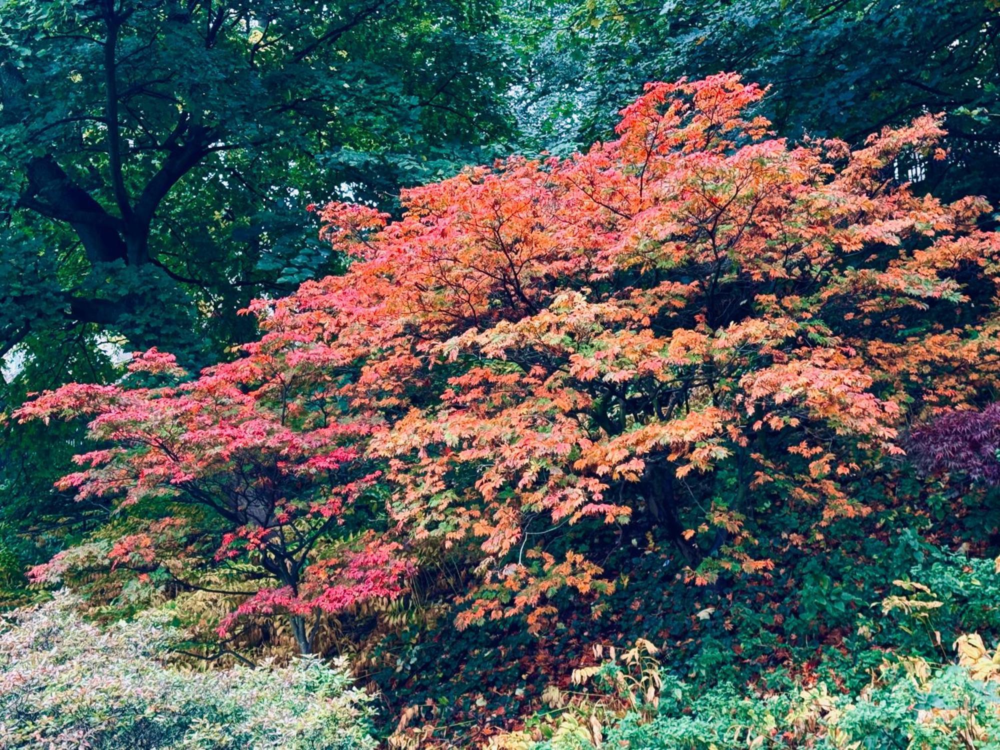 Elumid Dreams * Edinburgh