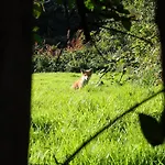 Peace In The City