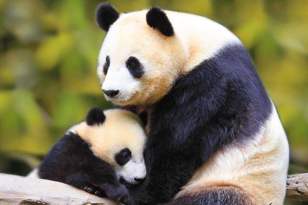 Panda Bed & Breakfast 4*