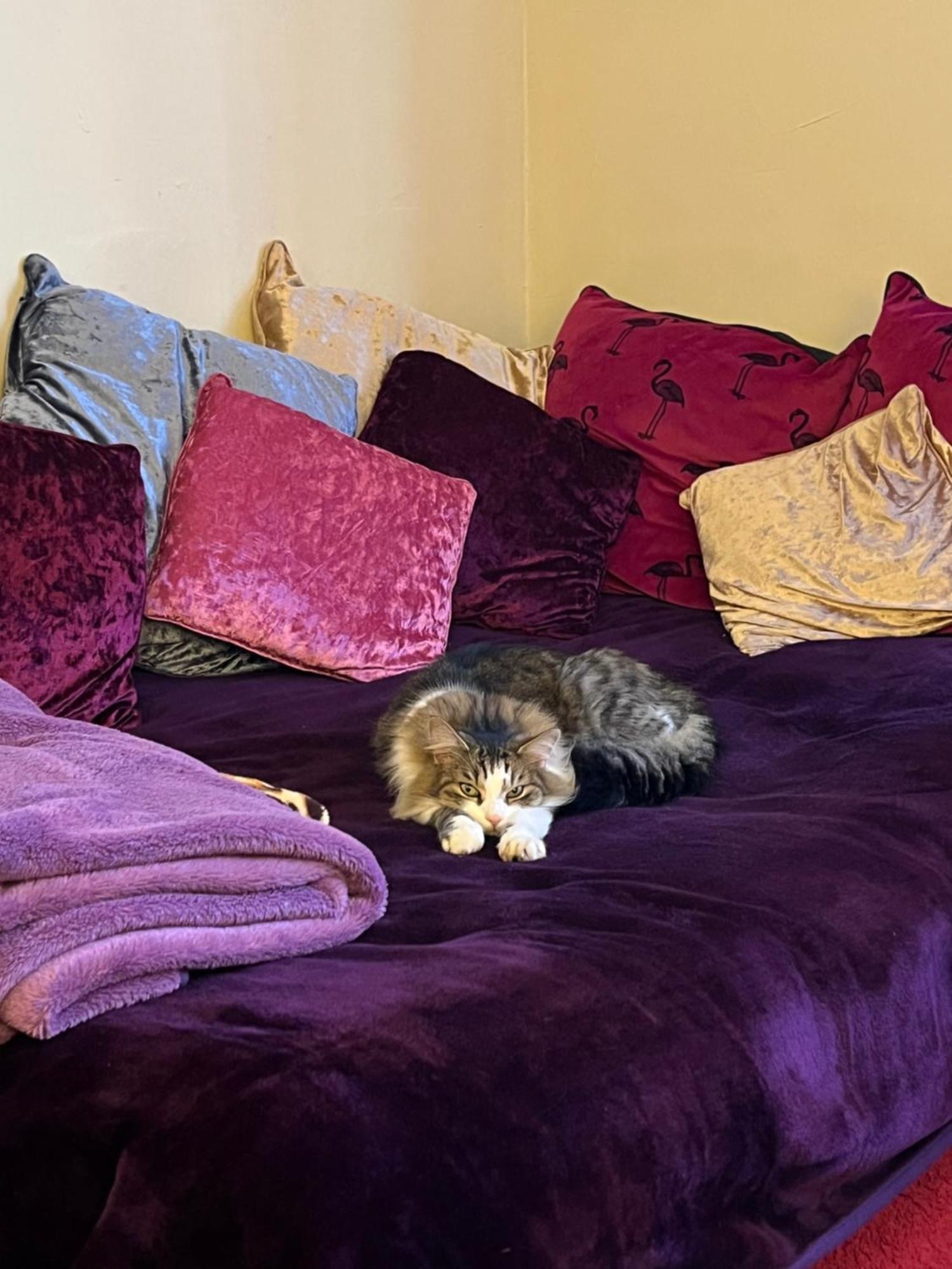 Privatunterkunft Relaxing, Cozy 1 Double *