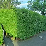 Loganlea Avenue